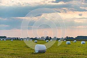 The haylage bales wrapped in white foil will provide food for farm animals during the winter.