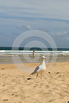 Hayle Towans beach seagulls
