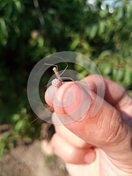 Haymaker spider female with cocoon. I caught the spider in my arms