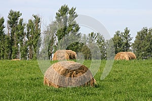 Haymaking