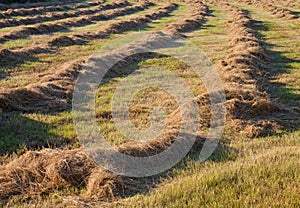 Haymaking, agricultural background