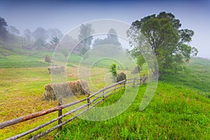 Haymaking in a Carpathian village.