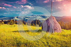 Haymaking in a Carpathian village.