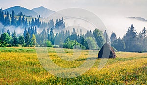 Haymaking in a Carpathian village with carpet of yellow flowers. Foggy summer scene of misty mountains. Colorful norning view of B