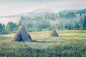 Haymaking in a Carpathian village. Goggy summer view of mountain valley with fresh grass and blooming flowers, Ukraine, Europe.