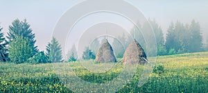 Haymaking in a Carpathian village. Misty summer panorama of mountain valley with fresh grass and blooming flowers, Ukraine, Europe