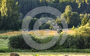 Haymaking. A group of people is harvesting hay in the meadow