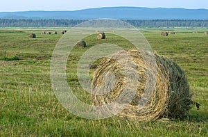 Haymaking, harvesting in the fields and hills