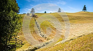 Haymaking on a hillside with rows of hay, a hay tedder and a hay-loader