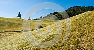 Haymaking on a hillside with rows of hay, a hay tedder and a hay-loader