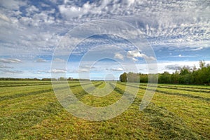 Haymaking photo