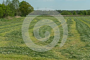 Haymaking in the meadow.