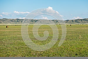 Haymaking meadow with background of mountains. East Kazakhstan Region