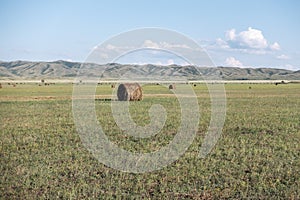 Haymaking meadow with background of mountains. East Kazakhstan Region
