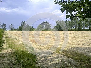 Haymaking. Mowed hay for animals at stadium.