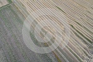 Haymaking processed into round bales in a field