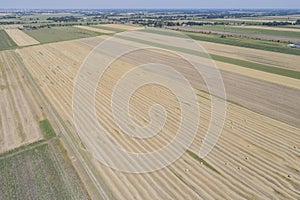 Haymaking processed into round bales in a field