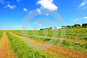 Haymaking in Sotland photo