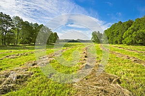 Haymaking photo