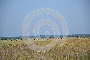 Haymaking, summer, russia, landscape, july