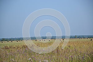 Haymaking, summer, russia, landscape, july photo