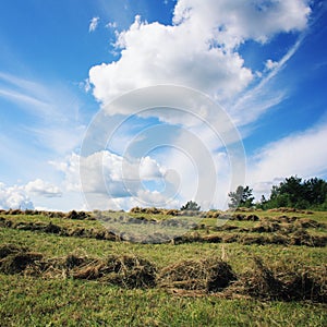 Haymaking. Sunny summer day. Country field.