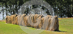 Haymaking in a traditional way in northern Sweden