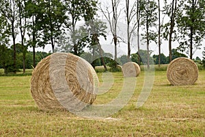 Haymaking. View of the bales of freshly cut hay.