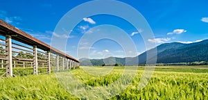 Hayrack standing in a field