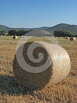 Hayrolls