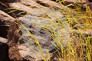 Hays and grass next to rock in the summer