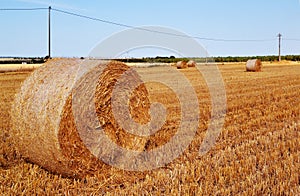 Hays on a hot summer field