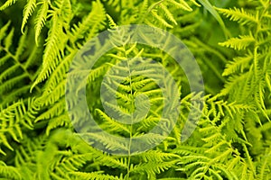 Hayscented fern fronds in a New Hampshire meadow