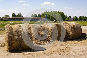 Haystack, a bale of hay group. Agriculture farm and farming symbol of harvest time with dry hay, hay pile of dried grass