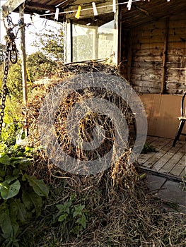 Haystack, In An English Country Garden, Crookham, Northumberland, England