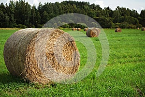 Haystack in a field against the backdrop of a forest at sunset in summer