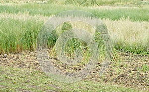 Haystack in the field