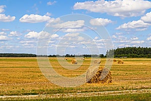 Haystack in the field after harvest. Round bales of hay across a farmer's field, blue sky with clouds