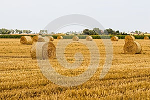 Haystack in the field after harvest. Round bales of hay across a farmer's field. Harvesting straw for animal feed