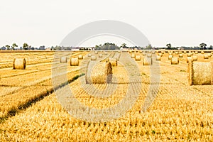 Haystack in the field after harvest. Round bales of hay across a farmer's field. Harvesting straw for animal feed