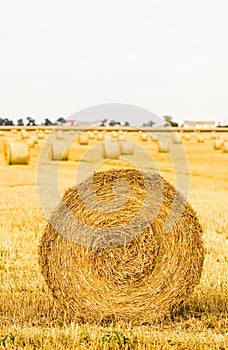 Haystack in the field after harvest. Round bales of hay across a farmer's field. Harvesting straw for animal feed