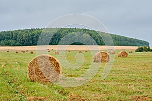 A haystack in the form of rolls on an agricultural field