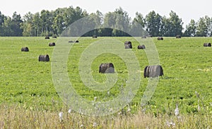 Haystack harvest agriculture farm field. Haystack rock on agricultural field