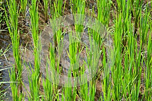 Haystack or hay straw. Mowed dry grass in stack on farm field.