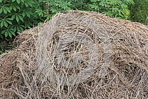 haystack.  pile of rice stalks left over from the harvest