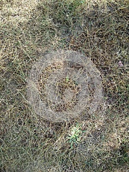 Haystack, sheaf of dry grass, hay, straw, texture, abstract background