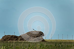 Haystack in the steppe