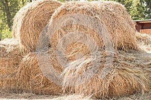 Haystack in summer. Lots of rolls close up. Dry grass on the farm.