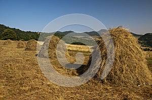 Haystacks in the agricultural land