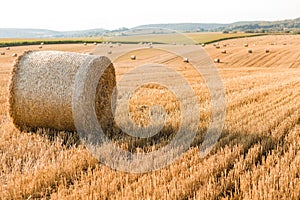 Haystacks in autumn field. Wheat yellow golden harvest in summer. Countryside natural landscape. Hay bale